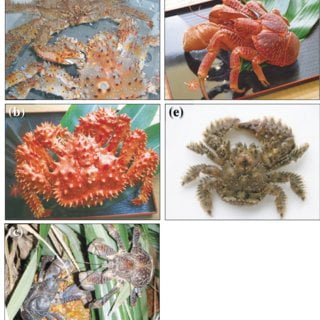 Pictures of three studied species in my work a spiny king crab Paralithodes brevipes Q